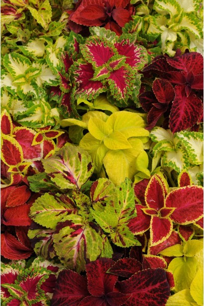 Колеус (однорічник)|Coleus
